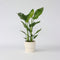 Plant in a Box - Strelitzia Nicolai - Paradijsvogelbloem - Paradijsvogelplant - Groene kamerplant - Pot 17cm - Hoogte 55-70cm