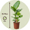Plant in a Box - Strelitzia Nicolai - Set van 2 - Paradijsvogelbloem - Paradijsvogelplant - Groene kamerplant - Pot 17cm - Hoogte 55-70cm