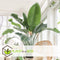 Plant in a Box - Strelitzia Nicolai - Set van 2 - Paradijsvogelbloem - Paradijsvogelplant - Groene kamerplant - Pot 17cm - Hoogte 55-70cm