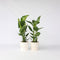 Plant in a Box - Strelitzia Nicolai - Set van 2 - Paradijsvogelbloem - Paradijsvogelplant - Groene kamerplant - Pot 17cm - Hoogte 55-70cm