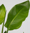 Plant in a Box - Strelitzia Nicolai - Set van 2 - Paradijsvogelbloem - Paradijsvogelplant - Groene kamerplant - Pot 17cm - Hoogte 55-70cm