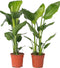 Plant in a Box - Strelitzia Nicolai - Set van 2 - Paradijsvogelbloem - Paradijsvogelplant - Groene kamerplant - Pot 17cm - Hoogte 55-70cm