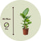Plant in a Box - Strelitzia Nicolai - Set van 2 - Paradijsvogelbloem - Paradijsvogelplant - Groene kamerplant - Pot 17cm - Hoogte 55-70cm