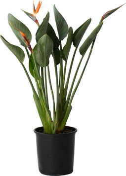 Plant in a Box - Strelitzia Reginea - Met bloem! - Tropische kamerplant - Paradijsvogelbloem - ⌀27cm - Hoogte 80-100cm