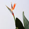 Plant in a Box - Strelitzia Reginea - Met bloem! - Tropische kamerplant - Paradijsvogelbloem - ⌀27cm - Hoogte 80-100cm