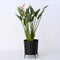 Plant in a Box - Strelitzia Reginea - Met bloem! - Tropische kamerplant - Paradijsvogelbloem - ⌀27cm - Hoogte 80-100cm
