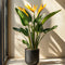 Plant in a Box - Strelitzia Reginea - Met bloem! - Tropische kamerplant - Paradijsvogelbloem - ⌀27cm - Hoogte 80-100cm