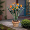 Plant in a Box - Strelitzia Reginea - Met bloem! - Tropische kamerplant - Paradijsvogelbloem - ⌀27cm - Hoogte 80-100cm