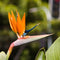 Plant in a Box - Strelitzia Reginea - Met bloem! - Tropische kamerplant - Paradijsvogelbloem - ⌀27cm - Hoogte 80-100cm