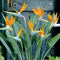 Plant in a Box - Strelitzia Reginea - Met bloem! - Tropische kamerplant - Paradijsvogelbloem - ⌀27cm - Hoogte 80-100cm