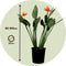 Plant in a Box - Strelitzia Reginea - Met bloem! - Tropische kamerplant - Paradijsvogelbloem - ⌀27cm - Hoogte 80-100cm