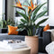 Plant in a Box - Strelitzia Reginea - Met bloem! - Tropische kamerplant - Paradijsvogelbloem - ⌀27cm - Hoogte 80-100cm