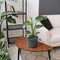 Plant in a Box - Strelitzia Reginea - Set van 3 - Tropische kamerplant - Paradijsvogelbloem - Pot 9cm - Hoogte 25-40cm