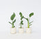 Plant in a Box - Strelitzia Reginea - Set van 3 - Tropische kamerplant - Paradijsvogelbloem - Pot 9cm - Hoogte 25-40cm