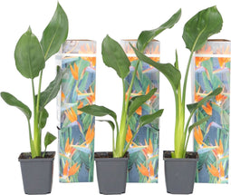 Plant in a Box - Strelitzia Reginea - Set van 5 - Tropische kamerplant - Paradijsvogelbloem - Pot 9cm - Hoogte 25-40cm
