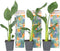 Plant in a Box - Strelitzia Reginea - Set van 5 - Tropische kamerplant - Paradijsvogelbloem - Pot 9cm - Hoogte 25-40cm