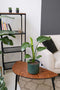 Plant in a Box - Strelitzia Reginea - Set van 5 - Tropische kamerplant - Paradijsvogelbloem - Pot 9cm - Hoogte 25-40cm