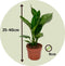Plant in a Box - Strelitzia Reginea - Set van 5 - Tropische kamerplant - Paradijsvogelbloem - Pot 9cm - Hoogte 25-40cm