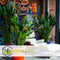 Plant in a Box - Strelitzia Reginea - Tropische kamerplant - Paradijsvogelbloem - Pot 9cm - Hoogte 25-40cm