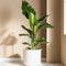 Plant in a Box - Strelitzia Reginea - Tropische kamerplant - Paradijsvogelbloem - Pot 9cm - Hoogte 25-40cm