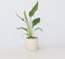 Plant in a Box - Strelitzia Reginea - Tropische kamerplant - Paradijsvogelbloem - Pot 9cm - Hoogte 25-40cm