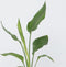 Plant in a Box - Strelitzia Reginea - Tropische kamerplant - Paradijsvogelbloem - Pot 9cm - Hoogte 25-40cm