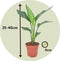 Plant in a Box - Strelitzia Reginea - Tropische kamerplant - Paradijsvogelbloem - Pot 9cm - Hoogte 25-40cm
