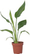 Plant in a Box - Strelitzia Reginea - Tropische kamerplant - Paradijsvogelbloem - Pot 9cm - Hoogte 25-40cm