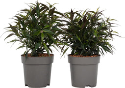 Plant in a Box - Strobilanthes anisophyllus Brunetthy - Set van 2 - Trompetkruid - Sierstruik Winterhard - Pot 17cm - Hoogte 25-40cm