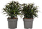 Plant in a Box - Strobilanthes anisophyllus Brunetthy - Set van 2 - Trompetkruid - Sierstruik Winterhard - Pot 17cm - Hoogte 25-40cm
