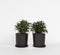 Plant in a Box - Strobilanthes anisophyllus Brunetthy - Set van 2 - Trompetkruid - Sierstruik Winterhard - Pot 17cm - Hoogte 25-40cm
