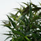 Plant in a Box - Strobilanthes anisophyllus Brunetthy - Set van 2 - Trompetkruid - Sierstruik Winterhard - Pot 17cm - Hoogte 25-40cm