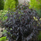Plant in a Box - Strobilanthes anisophyllus Brunetthy - Set van 2 - Trompetkruid - Sierstruik Winterhard - Pot 17cm - Hoogte 25-40cm
