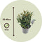 Plant in a Box - Strobilanthes anisophyllus Brunetthy - Set van 2 - Trompetkruid - Sierstruik Winterhard - Pot 17cm - Hoogte 25-40cm