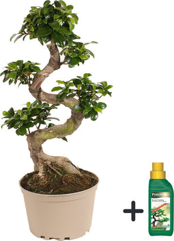 Plant in a Box -