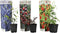 Plant in a Box - Superfruit - Mix van 3 - Fruitbomen - Lycium barbarum, vaccinium corymbosum, vaccinium macrocarpon - Pot 9cm - Hoogte 25-40cm