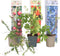 Plant in a Box - Superfruit - Mix van 3 - Fruitbomen - Lycium barbarum, vaccinium corymbosum, vaccinium macrocarpon - Pot 9cm - Hoogte 25-40cm