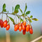Plant in a Box - Superfruit - Mix van 3 - Fruitbomen - Lycium barbarum, vaccinium corymbosum, vaccinium macrocarpon - Pot 9cm - Hoogte 25-40cm