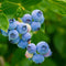 Plant in a Box - Superfruit - Mix van 3 - Fruitbomen - Lycium barbarum, vaccinium corymbosum, vaccinium macrocarpon - Pot 9cm - Hoogte 25-40cm