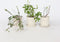 Plant in a Box - Superfruit - Mix van 3 - Fruitbomen - Lycium barbarum, vaccinium corymbosum, vaccinium macrocarpon - Pot 9cm - Hoogte 25-40cm