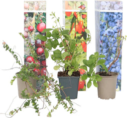 Plant in a Box - Superfruit - Mix van 6 - Fruitbomen - Lycium barbarum, vaccinium corymbosum, vaccinium macrocarpon - Pot 9cm - Hoogte 25-40cm