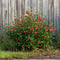 Plant in a Box - Superfruit - Mix van 6 - Fruitbomen - Lycium barbarum, vaccinium corymbosum, vaccinium macrocarpon - Pot 9cm - Hoogte 25-40cm