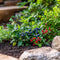 Plant in a Box - Superfruit - Mix van 6 - Fruitbomen - Lycium barbarum, vaccinium corymbosum, vaccinium macrocarpon - Pot 9cm - Hoogte 25-40cm