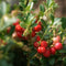 Plant in a Box - Superfruit - Mix van 6 - Fruitbomen - Lycium barbarum, vaccinium corymbosum, vaccinium macrocarpon - Pot 9cm - Hoogte 25-40cm