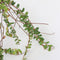 Plant in a Box - Superfruit - Mix van 6 - Fruitbomen - Lycium barbarum, vaccinium corymbosum, vaccinium macrocarpon - Pot 9cm - Hoogte 25-40cm
