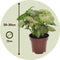 Plant in a Box - Syngonium Milk Confetti - Pijlvormige bladeren - Klimplant - Kamerplant - Pot 12cm - Hoogte 20-30cm