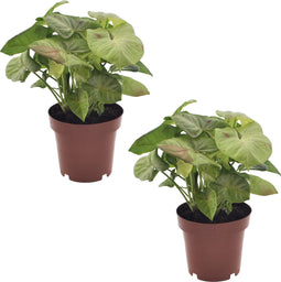 Plant in a Box - Syngonium Milk Confetti - Set van 2 - Pijlvormige bladeren - Klimplant - Kamerplant - Pot 12cm - Hoogte 20-30cm