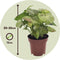 Plant in a Box - Syngonium Milk Confetti - Set van 2 - Pijlvormige bladeren - Klimplant - Kamerplant - Pot 12cm - Hoogte 20-30cm