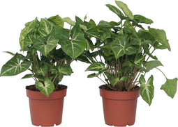 Plant in a Box - Syngonium 'Pixie' - Set van 2 - Pijlpuntplant - Snelgroeiende kamerplant met heldere bladkleuren - Pot 12cm - Hoogte 25-40cm