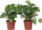 Plant in a Box - Syngonium 'Pixie' - Set van 2 - Pijlpuntplant - Snelgroeiende kamerplant met heldere bladkleuren - Pot 12cm - Hoogte 25-40cm